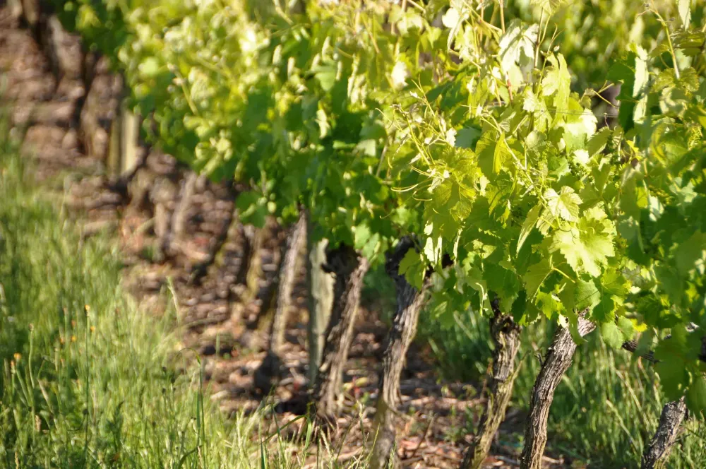 Vigneron à  Boisset-Saint-Priest