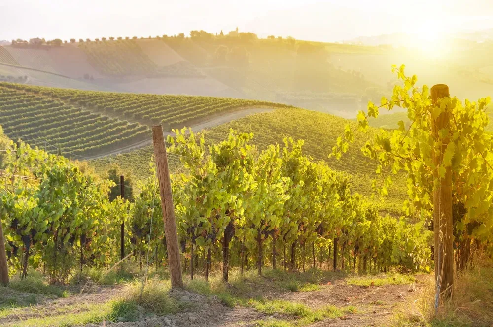 Vignoble à  Boisset-Saint-Priest