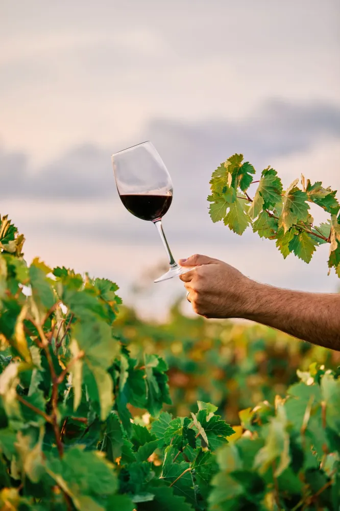 Vente de vin rouge à  Boisset-Saint-Priest